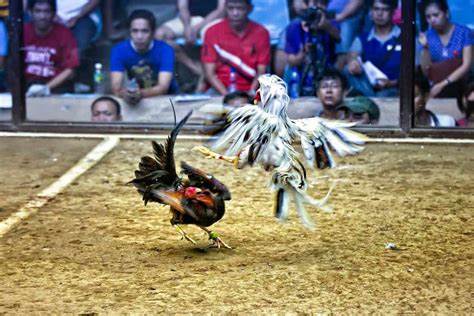 Kinh nghiệm đá gà trực tuyến dễ ăn 